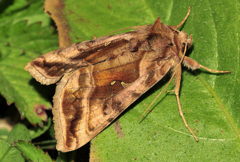 Autographa jota - Noctuidae